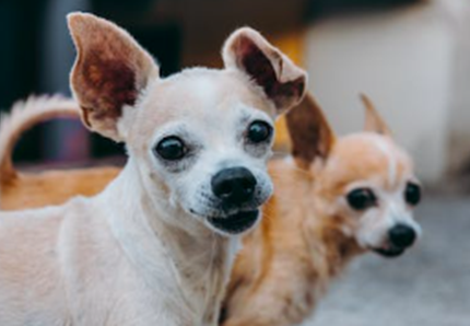 Addio al cane più anziano del mondo